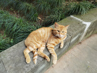 橘猫惬意躺卧在石边