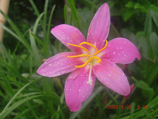 娇艳粉色风雨兰绽放