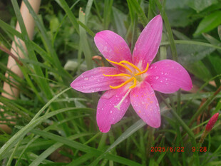 娇艳粉色风雨兰