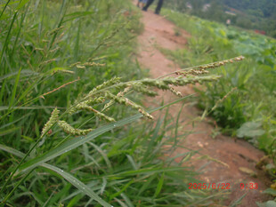 乡间小径旁的茂盛野草