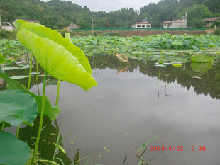 荷塘景致