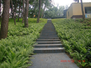 林间石阶小道
