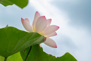 绽放的粉色荷花