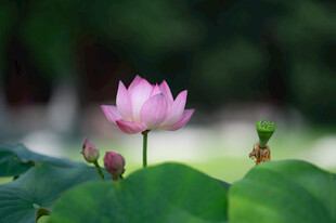 娇艳荷花绽放绿叶间