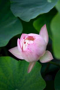 绽放的粉色荷花