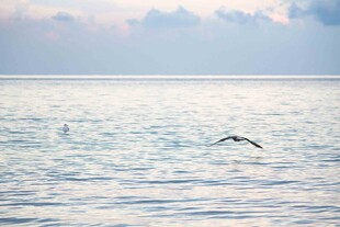 海面上飞翔的孤独飞鸟