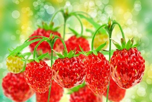 鲜艳诱人的成熟树莓