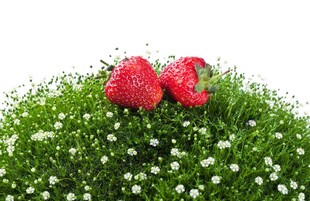 草地上的两朵红草莓