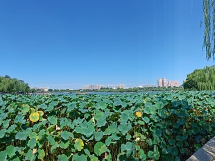 夏日荷塘美景