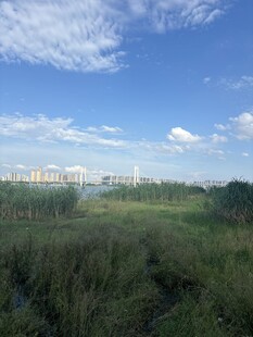 蓝天绿野间的开阔景致