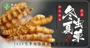 优质冬虫夏草展示
