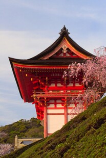 日式红亭旁绽放的樱花