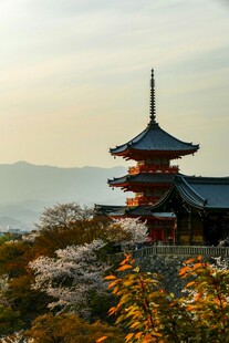 日本古寺与烂漫樱花景观