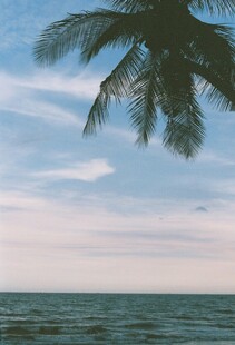 海边椰树与浪漫天空景色