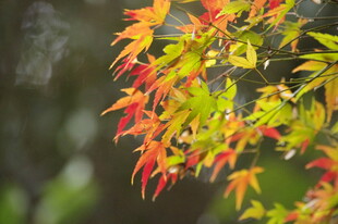 秋日红枫叶特写