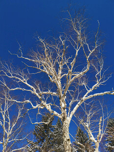 冬日枯树蓝天景象