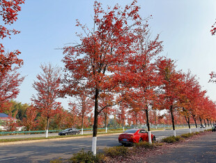 秋日红枫道路上的红色汽车