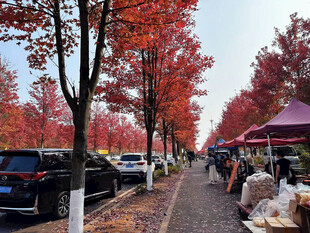 秋日红叶下的热闹街道