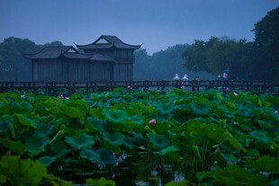 荷塘中的古朴建筑