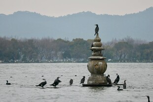 西湖三潭印月飞鸟景致