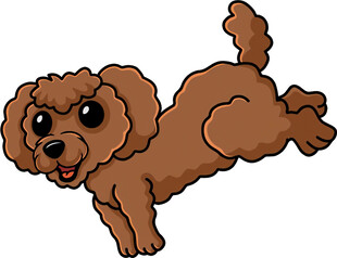 跳跃的棕色泰迪犬