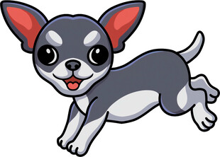 奔跑的吉娃娃小狗