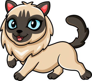 可爱暹罗猫欢快奔跑