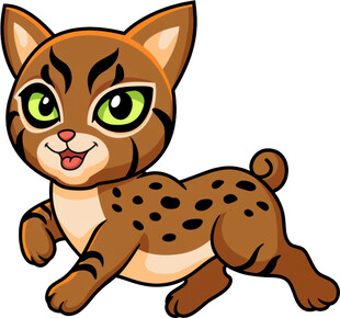 可爱小豹猫欢快奔跑