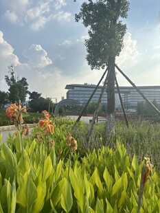 户外绿植景观中的挺拔树木