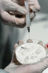 实验室中进行微生物接种操作