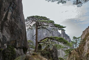 黄山奇松屹立于山石间