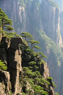 黄山奇峰上的苍松