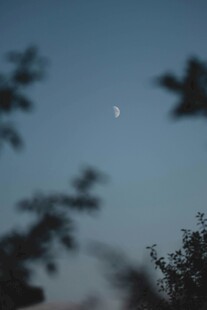 夜幕下的弯月与树梢