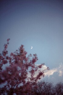 月下繁花