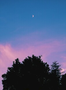 夜幕下的树影与天边弯月