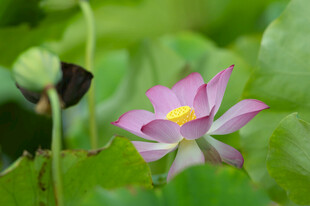 绽放的娇艳荷花