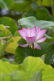 绽放的粉色荷花