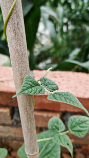 藤蔓植物缠绕树干生长