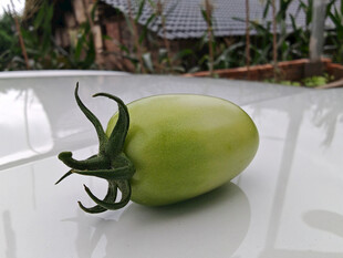 青番茄特写