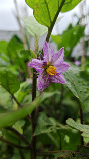 紫色茄子花绽放绿叶间