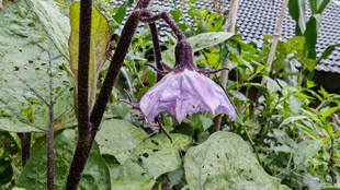 紫色悬垂茄子花花朵