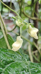 铃状白花绽放绿叶间