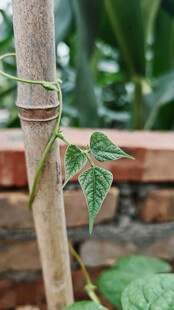 缠绕植物的翠绿叶片