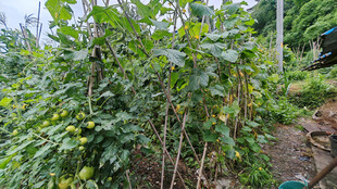 菜园中的繁茂绿色植物
