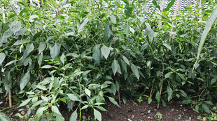 繁茂的辣椒植株