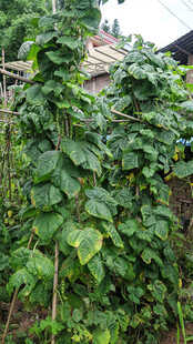 藤蔓植物攀爬于围栏