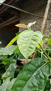 绿叶繁茂的植物特写