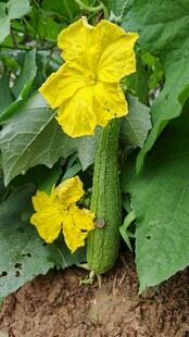 丝瓜藤上的黄花与果实