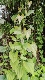 何首乌叶植物特写
