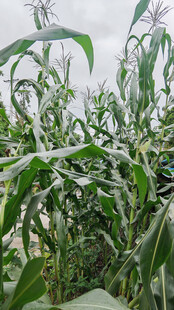 田间茂盛的玉米植株